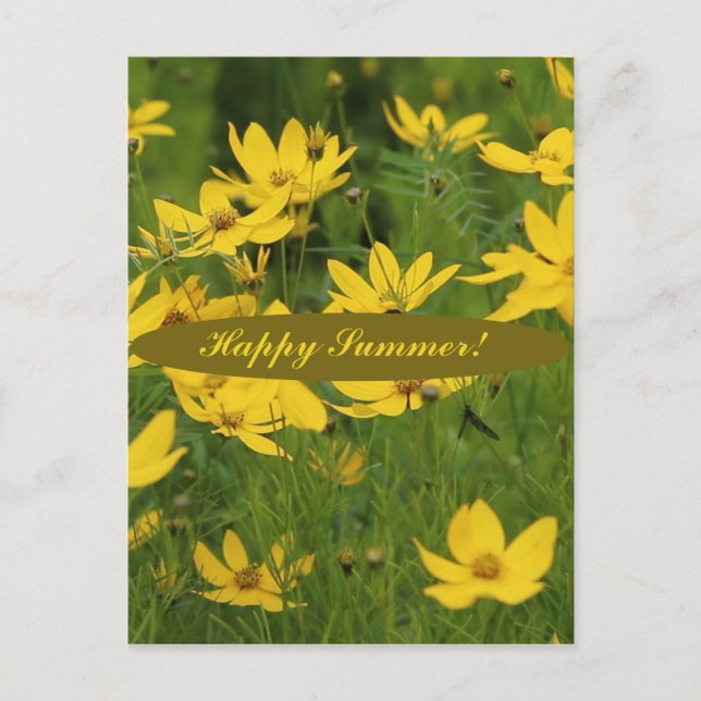 Carte Postale La marguerite jaune florissante (Devant)