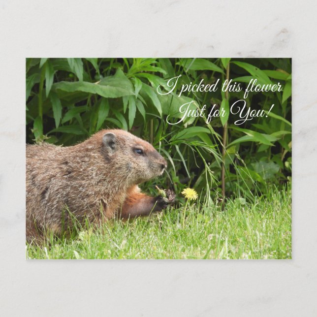 Carte Postale La marmotte/le boisé livre la fleur (Devant)
