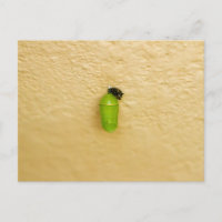 La métamorphose commence le papillon monarque