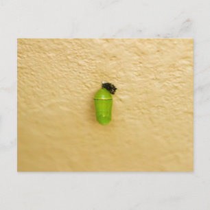 Carte Postale La métamorphose commence le papillon monarque