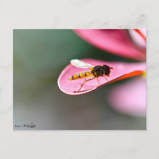 Carte Postale La mouche
