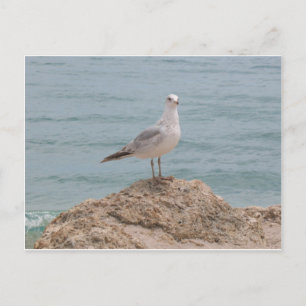 Carte Postale La Mouette Lone (2134)