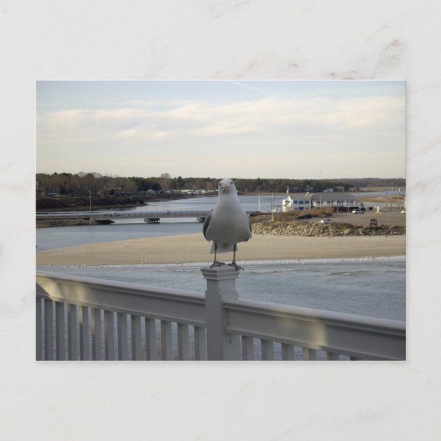 Carte Postale La Mouette Patiente, Wells Maine (Devant)