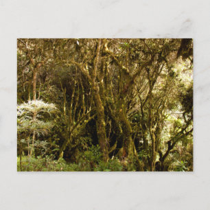 Carte Postale La mousse de la forêt tropicale péruvienne couvert
