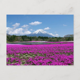 Carte Postale La mousse rose et le mont Fuji dans l'arrière - pl