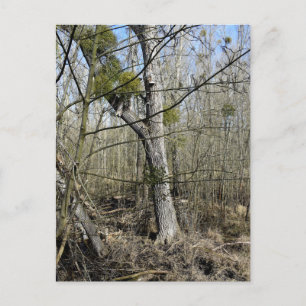 Carte Postale La nature des Madowlands