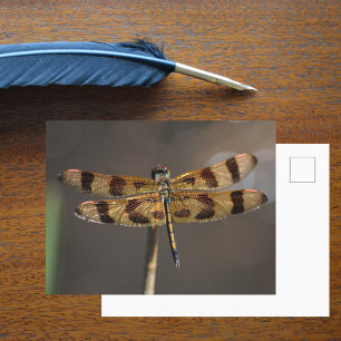 Carte Postale La nature photographique des libellules d'or