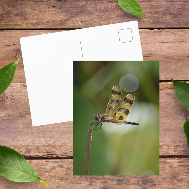 Carte Postale La nature photographique des libellules d'or (Créateur téléchargé)