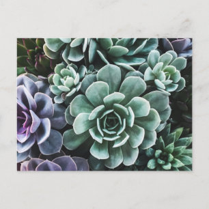 Carte Postale La nature Plante verte Succulente