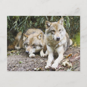 Carte Postale La paire de loups se reposant dans la forêt fauniq