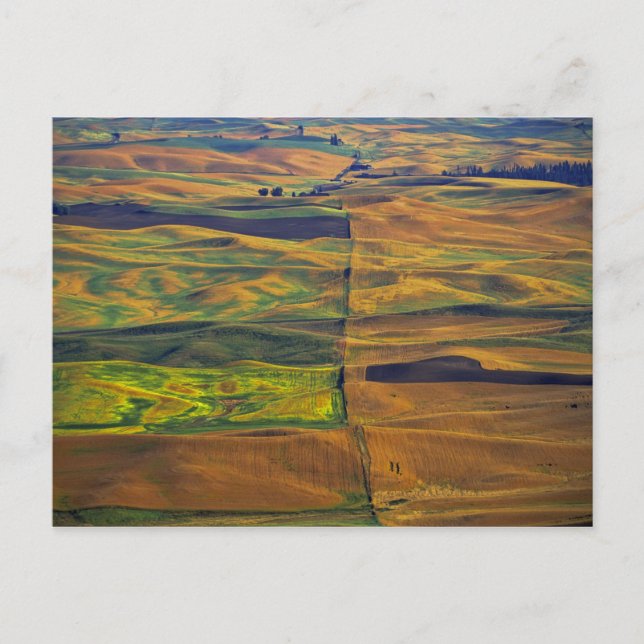 Carte Postale La Palouse de Steptoe Butte, Colfax, (Devant)