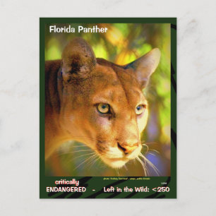Carte Postale La Panthère de Floride, un animal en danger...