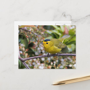 Carte Postale La Paruline de Cute Wilson sur le Grapevine