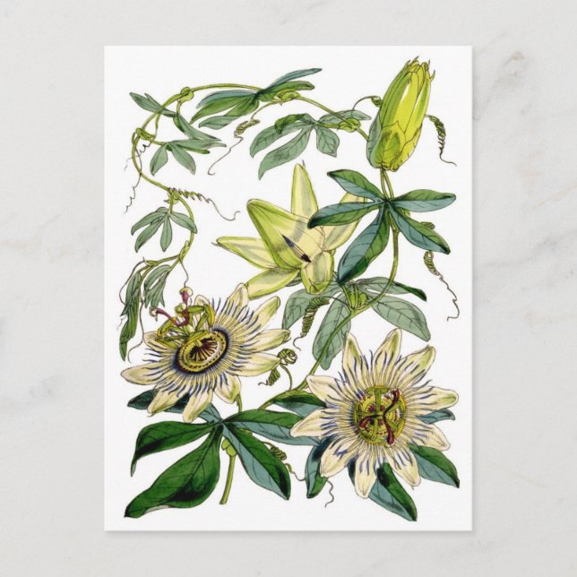 Carte Postale La passion fleurit l'illustration botanique (Devant)