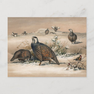 Carte Postale La perdrix de neige caspienne par Joseph Wolf