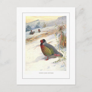 Carte Postale La perdrix sanguine de Kuser