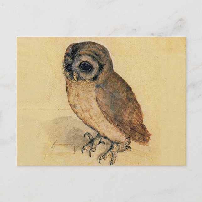 Carte Postale La Petite Chouette Albrecht Dürer (Devant)