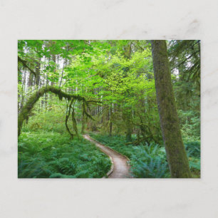 Carte Postale La piste des Groves antiques au parc national olym