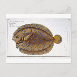 Carte Postale La plaque Argus Flounder (Pleuronectes Argus) XLVI