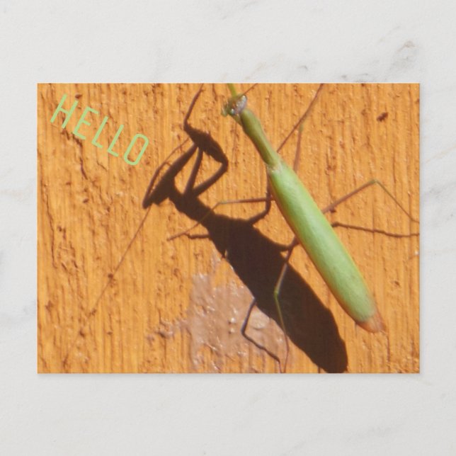Carte Postale La prière Mantis Silhouette (Devant)