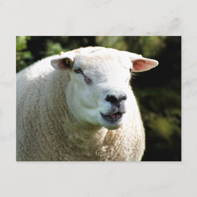 CARTE POSTALE LA RAM (Devant)