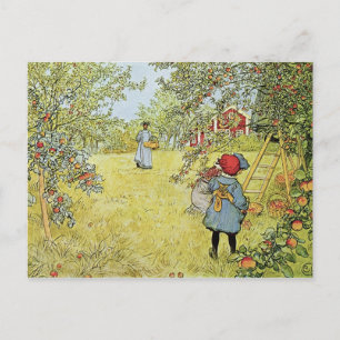 Carte Postale La récolte des pommes
