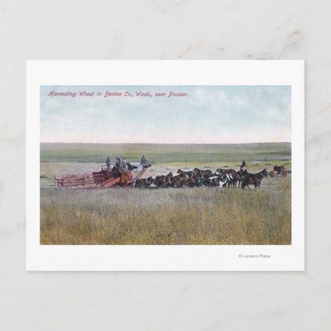 Carte Postale La récolte du blé (Devant)