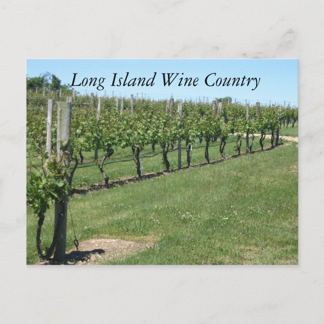 Carte Postale La région viticole de Long Island (Devant)