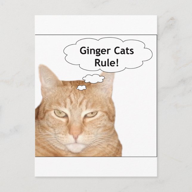 Carte Postale La règle des chats de gingembre ! (Devant)