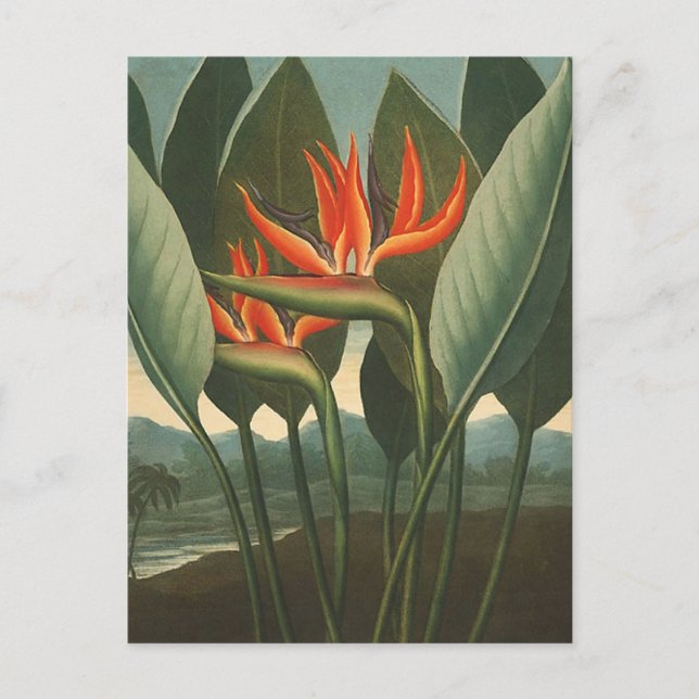 Carte Postale 'La Reine (Oiseau du Paradis)' - Temple de Flora (Devant)
