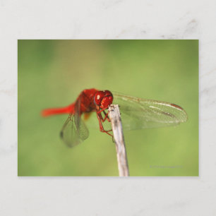 Carte Postale La réserve naturelle de Thomas Baines, Eastern Cap