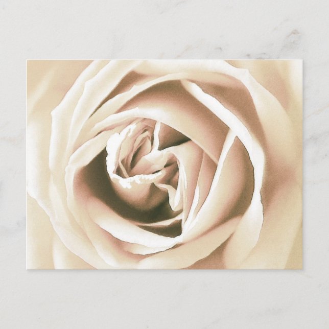 Carte Postale La Rose blanche (Devant)