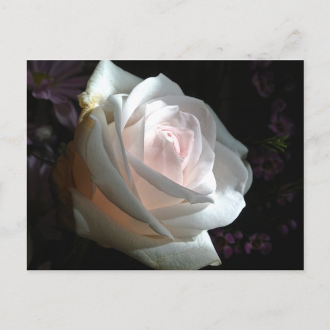 Carte Postale La Rose Blanche (Devant)