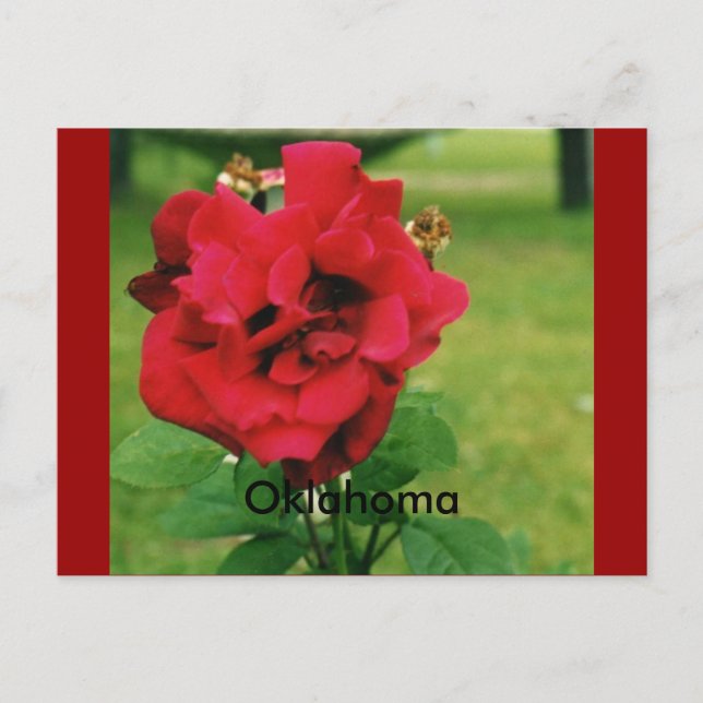 Carte Postale La Rose rouge (Devant)