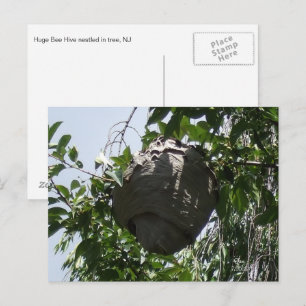 Carte Postale La ruche d'abeilles Hornet Nichée dans l'arbre