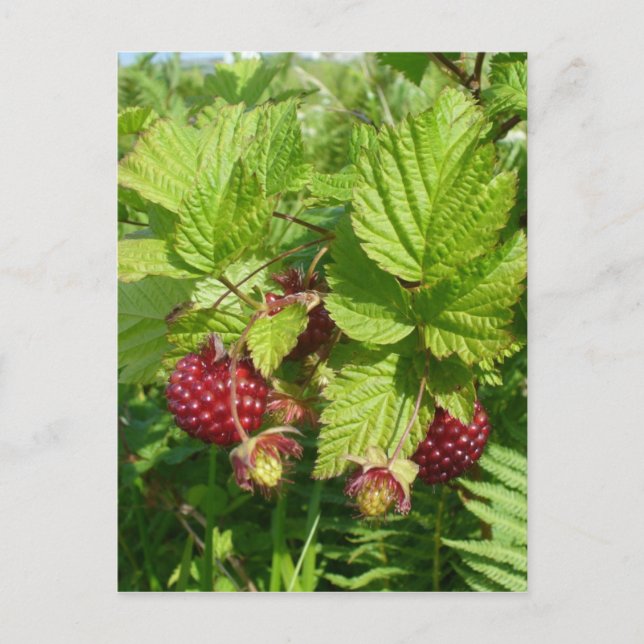 Carte Postale La salmonberry sur l'île de l'Unalaska (Devant)