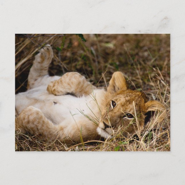 Carte Postale La sieste des petits (Devant)