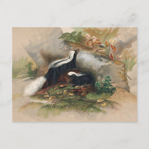 Carte Postale La Skunk Patagonienne par Joseph Wolf