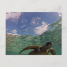 La tortue de la baie de Hanauma