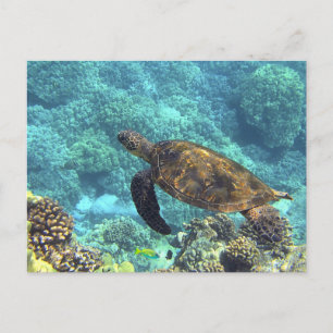 Carte Postale La tortue de mer dans l'océan bleu