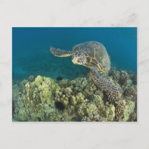 Carte Postale La tortue verte, (Chelonia mydas), est le