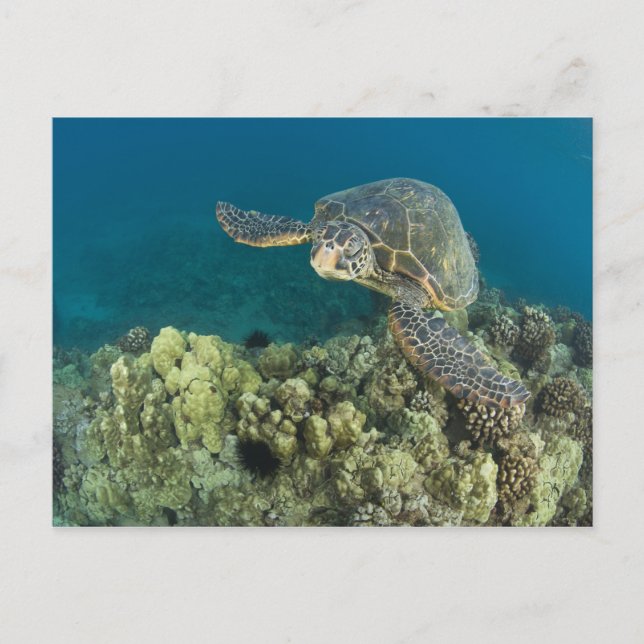 Carte Postale La tortue verte, (Chelonia mydas), est le (Devant)