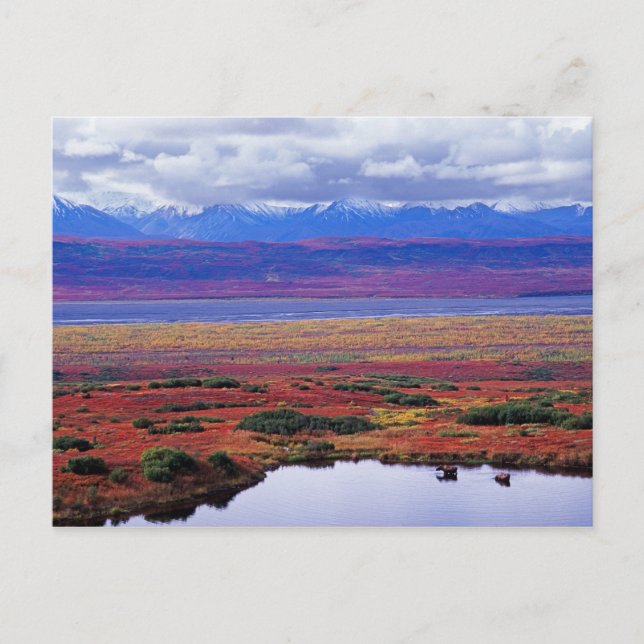Carte Postale La toundra du parc national de Denali à la fin (Devant)
