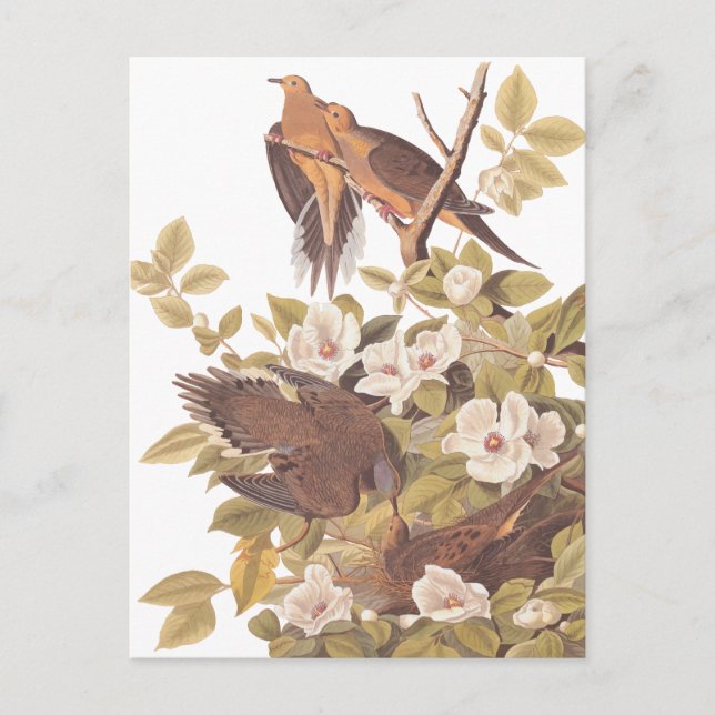 Carte Postale La tourterelle de Caroline d'Audubon (Devant)