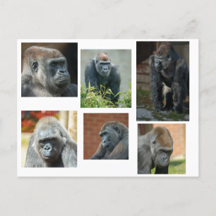 Carte Postale La troupe de Gorilla