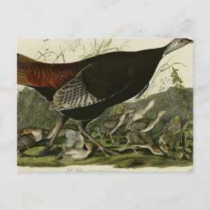 Carte Postale La Turquie sauvage des oiseaux d'Amérique d'Audubo