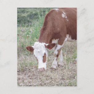 Carte Postale La vache Hereford recherche la paix et l'amour