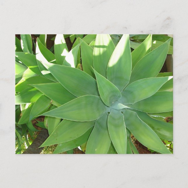 Carte Postale La verdure (Devant)