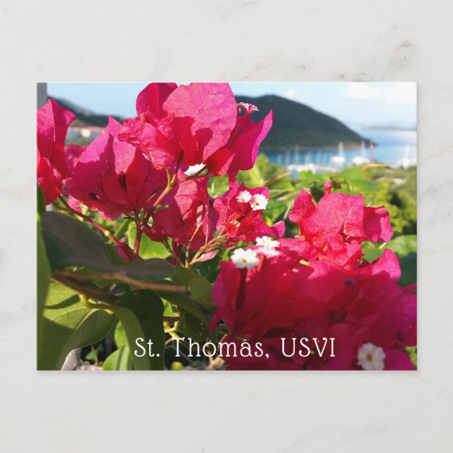 Carte Postale La vie de l'île des Bougainvilliers roses des Cara (Devant)