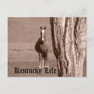 Carte Postale La vie du Kentucky